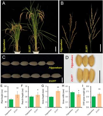 Detecting and pyramiding target QTL for plant- and grain-related traits via chromosomal segment substitution line of rice